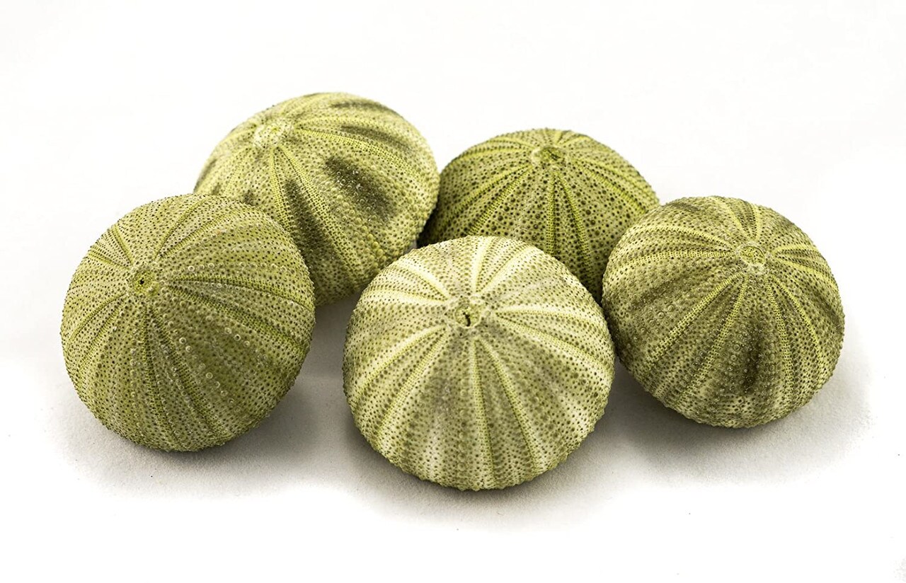 Sea Urchin 5 Green Sea Urchin Shells 1.5"-2.5" for Crafts and Decor